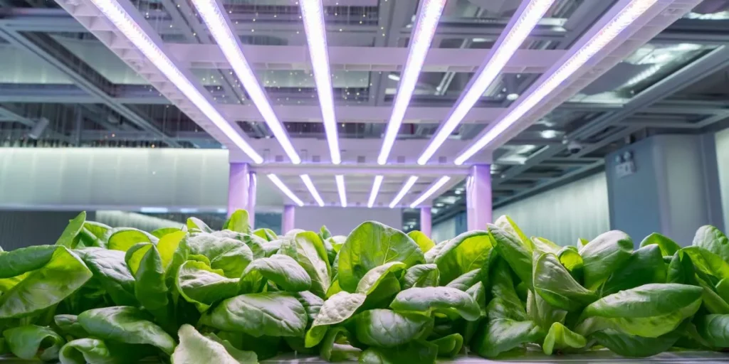 What Are the Best Lighting Options for Indoor Gardening?