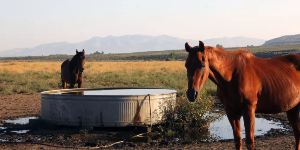 What Are the Best Water Troughs for Horses?