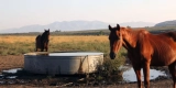 What Are the Best Water Troughs for Horses?