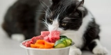 How Do You Maintain a Balanced Diet for Your Pet?